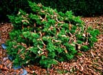 green worm2