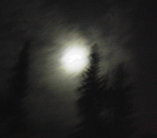 wolves