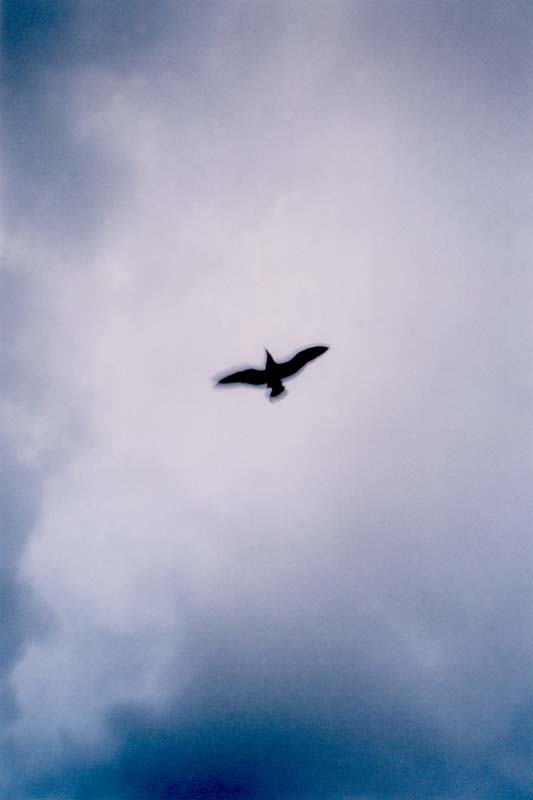 raven